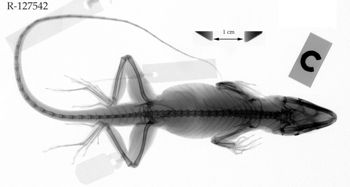 Media type: image;   Herpetology R-127542